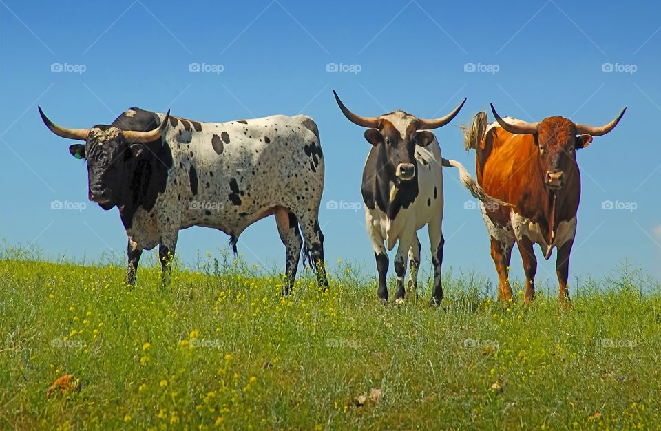 Three Longhorn bulls coming over the hill. 