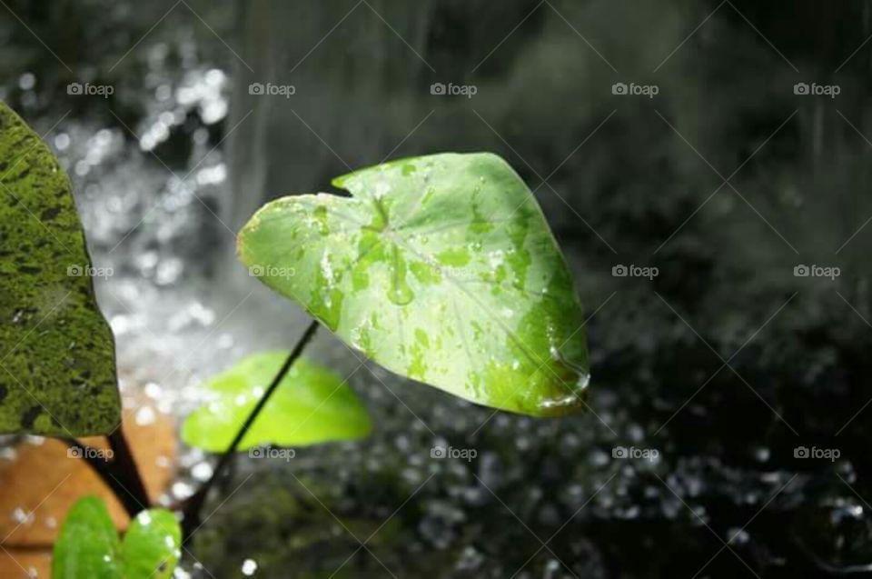 leaf nature