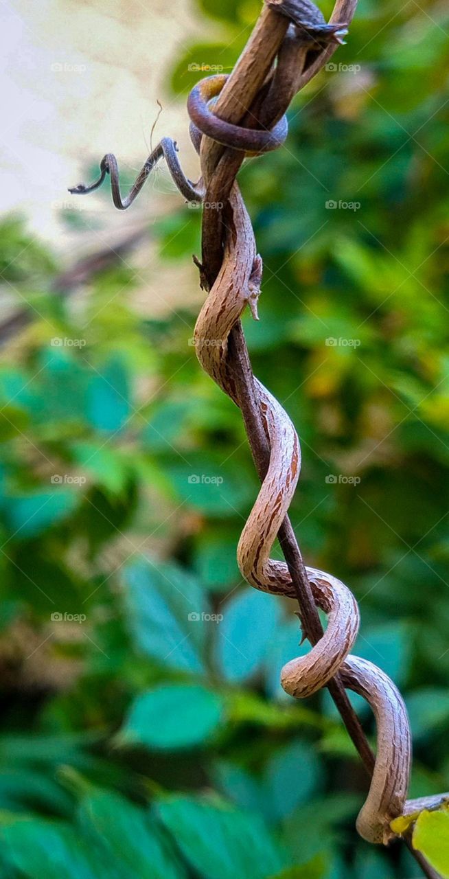 Wisteria branches.
Ramo da Glicínia