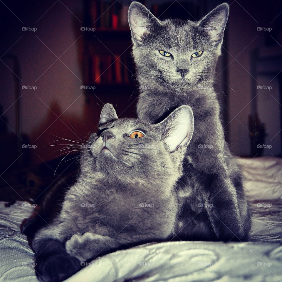 Portrait of two grey kittens