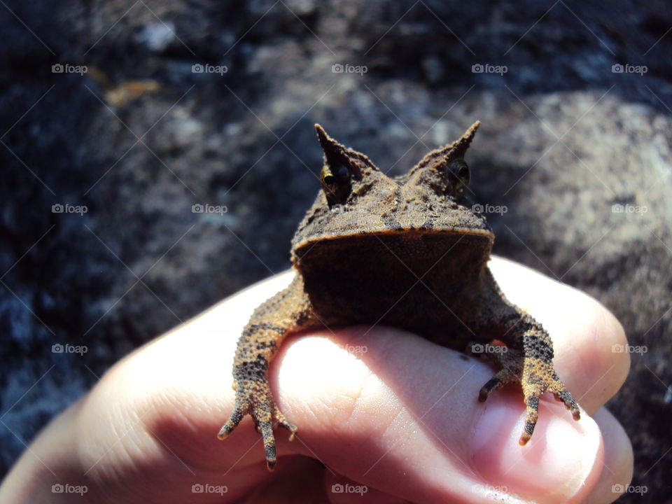 holding frog
