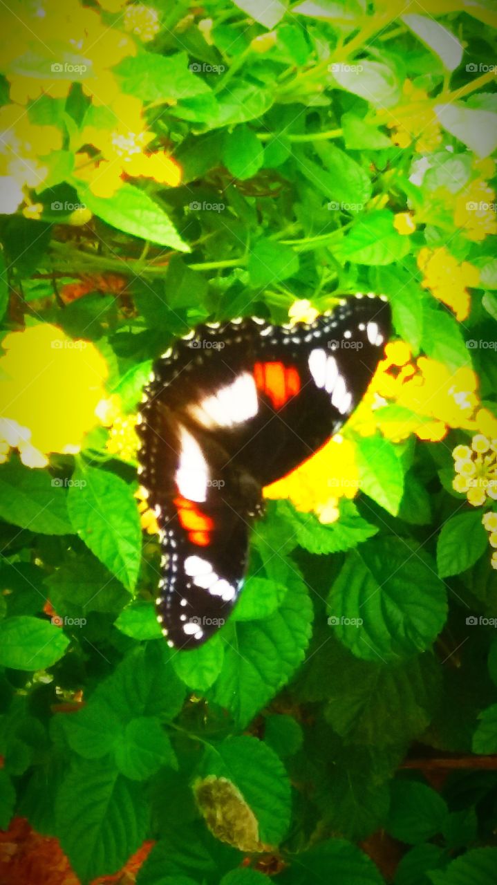 Nature, No Person, Leaf, Butterfly, Summer