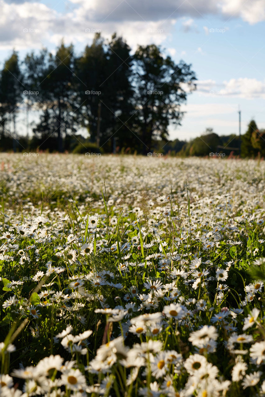 Daisies 🌼🌾