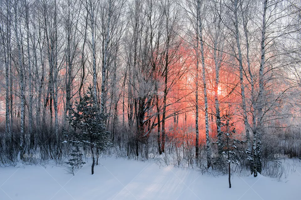 Morning sun light through birches trees during winter morning