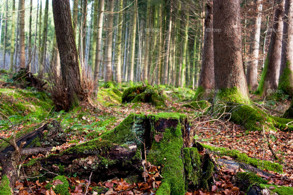 Hiking in Bavaria