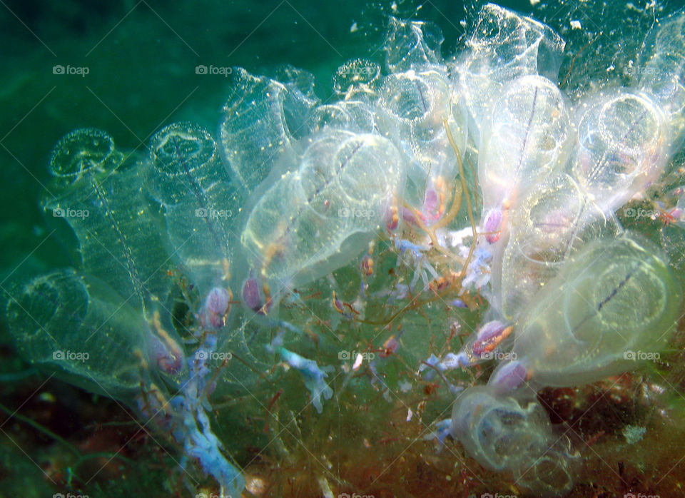 Clavelina lepadiformis
Underwater