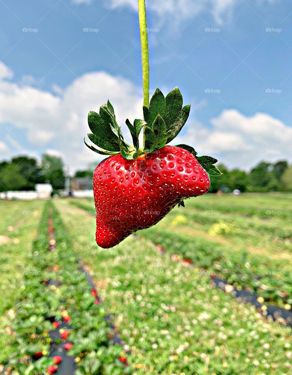 Capture the Power of Complimentary Colors - * RED AND GREEN - Two hanging strawberries and green backdrop and blue sky - Red is often associated with love, passion, anger, energy, and danger and Green represents nature, growth, and new beginnings.