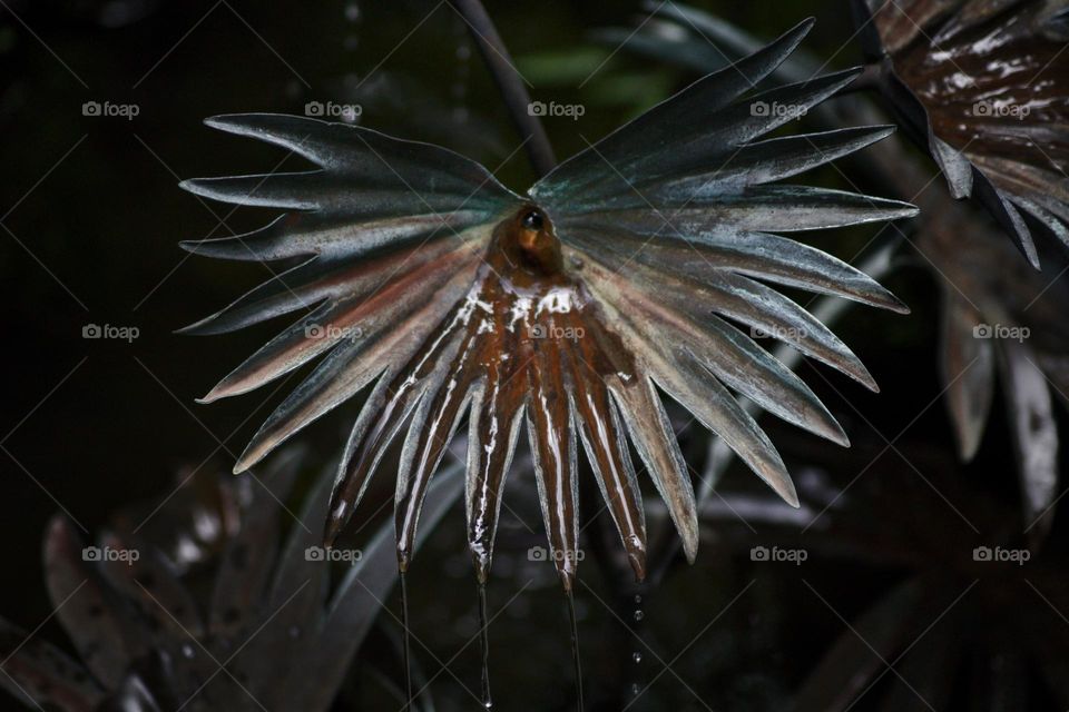 Exotic plant which has water dripping from the center of it.