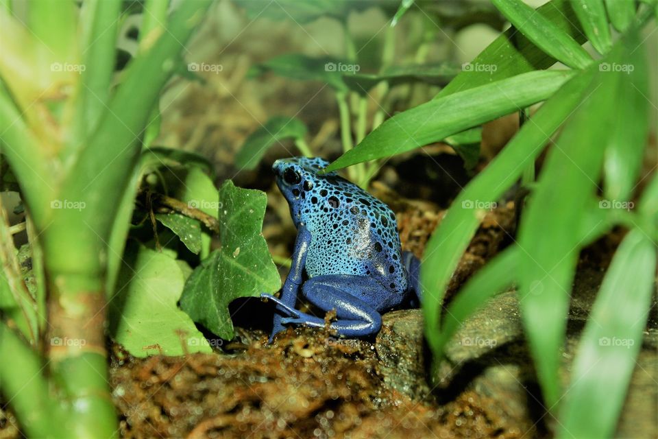 Blue Frog mini frog