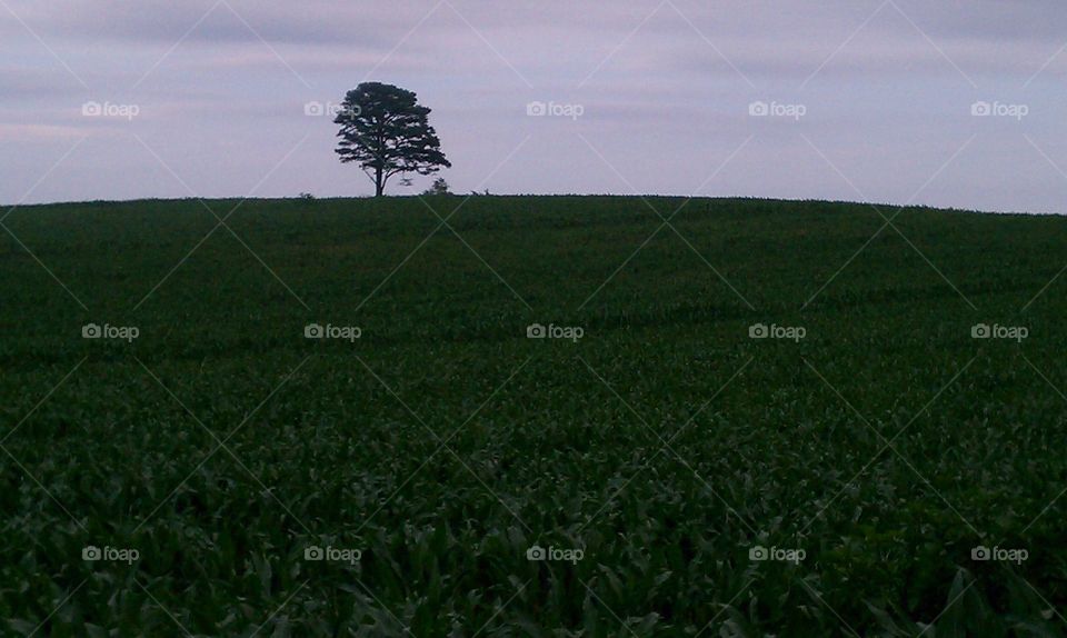 Lone Tree