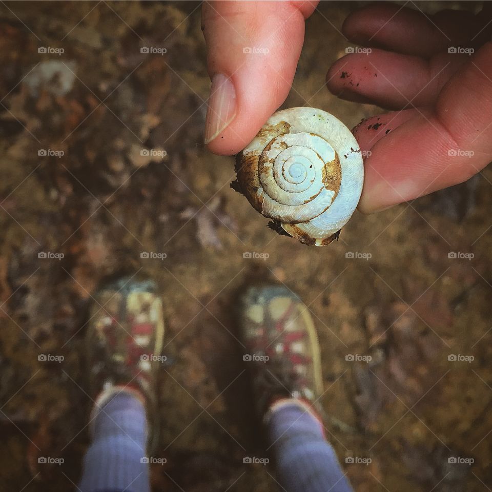 Tiny shell found at a park in Ohio 