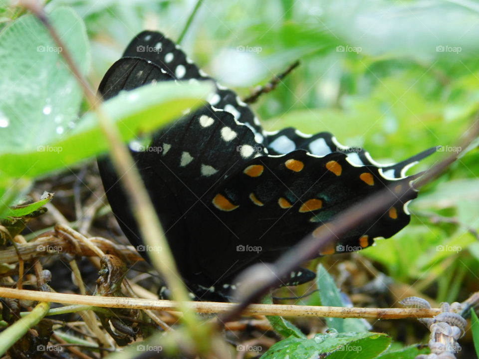 black butterfly with white and orange stripes