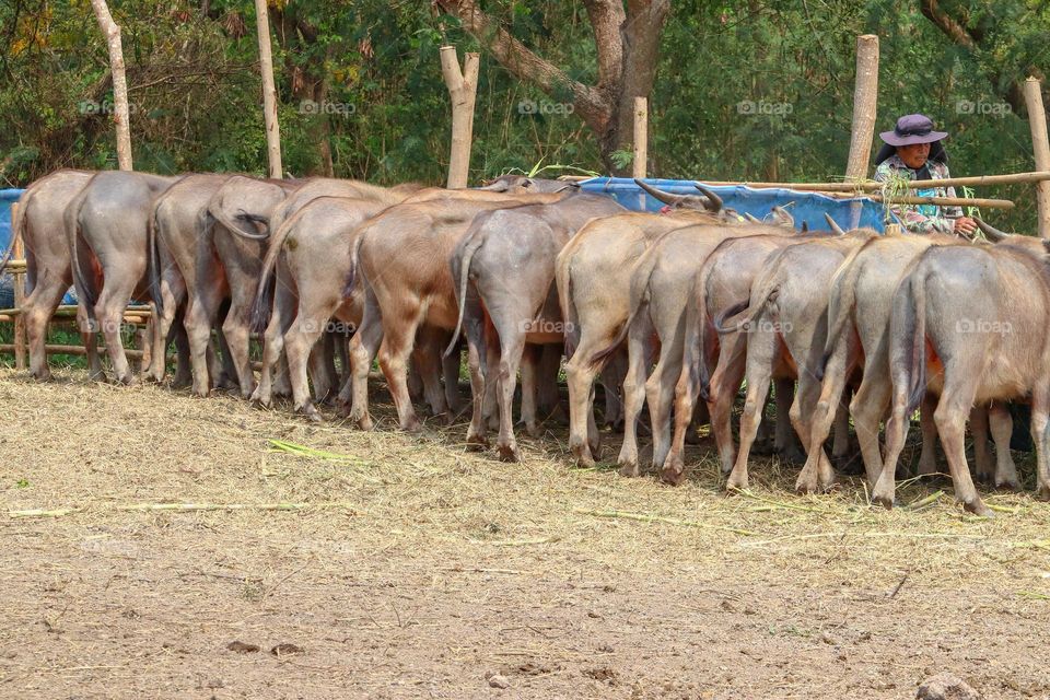 The buffalo on the farm.