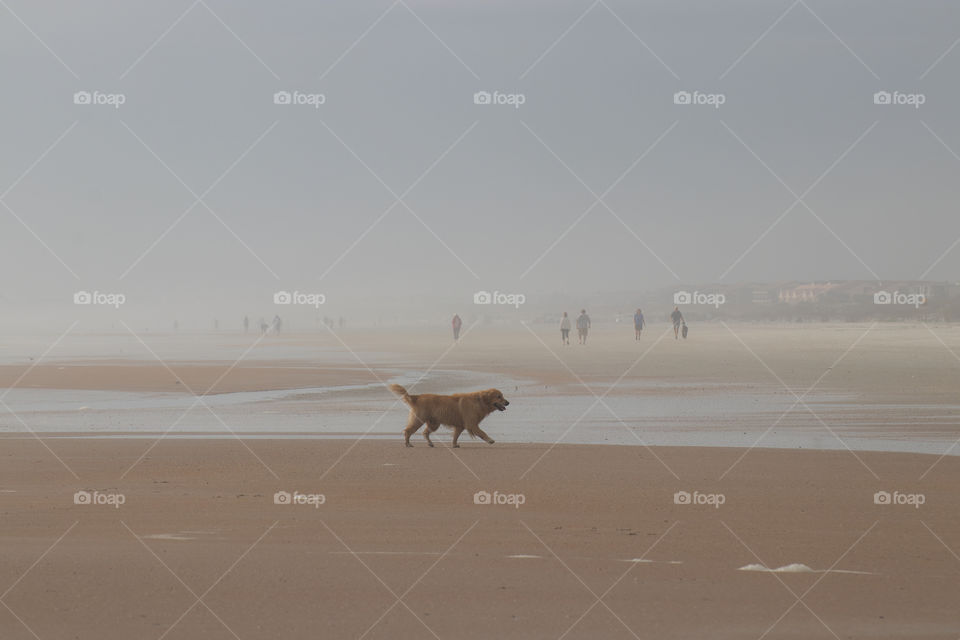 A beautiful retriever walks at dawn on a spacious California beach