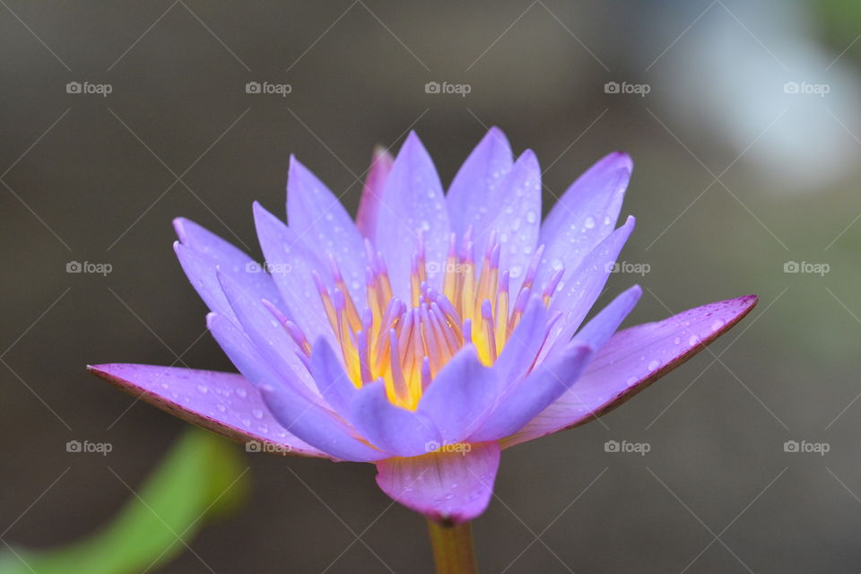 Close up photography of a lotus flower 