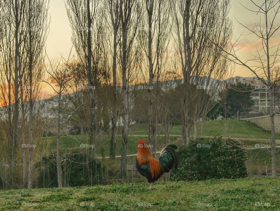 Cock in the Park