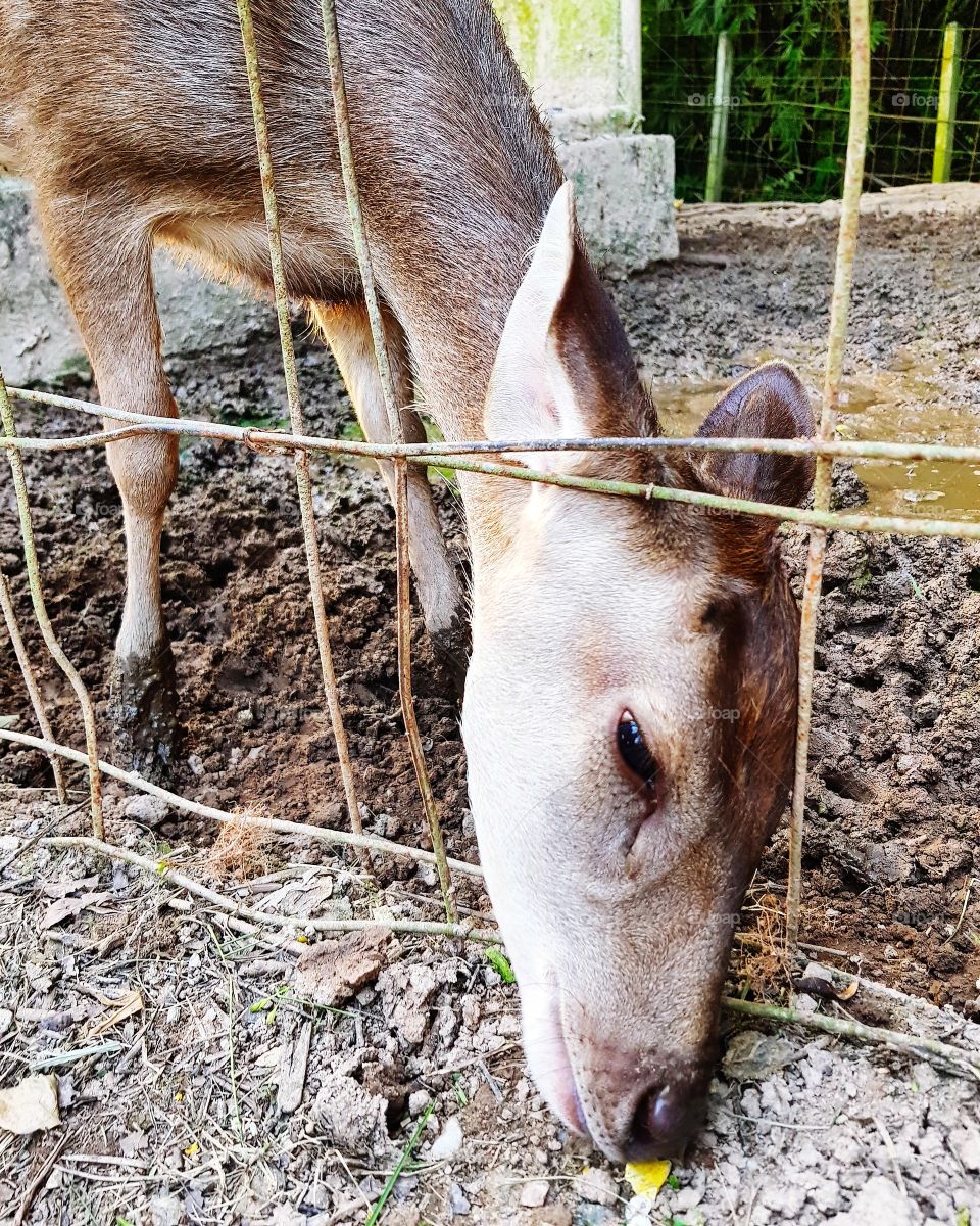 Deer standing in farm