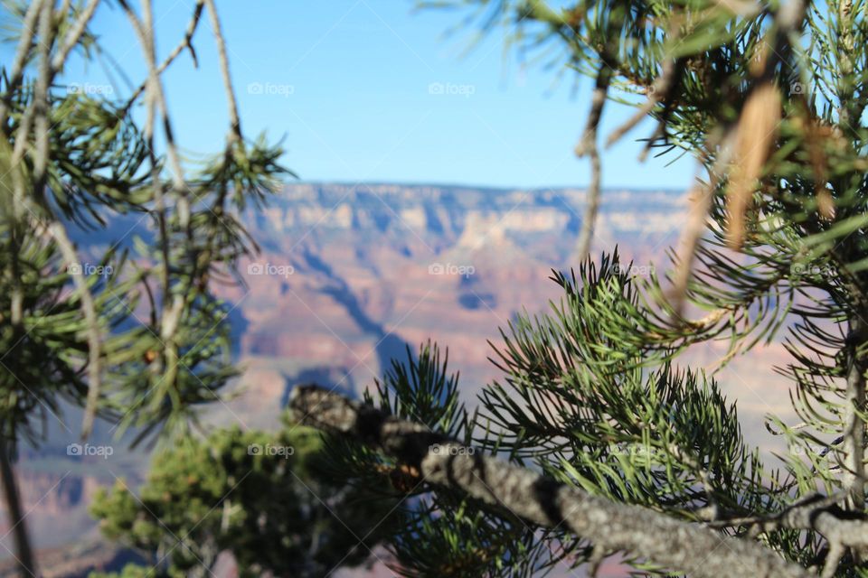 Grand Canyon view through the trees On vacation for my birthday
