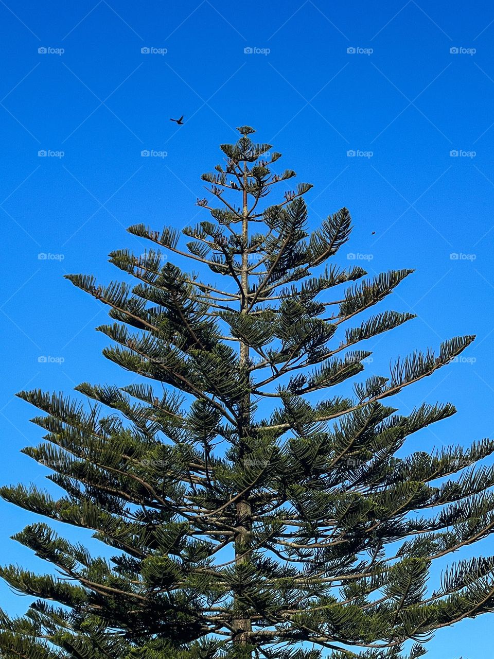 Tree and birds