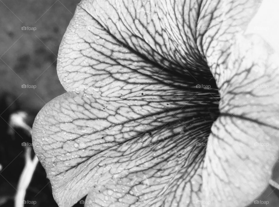 veined petunia blossom, black and white macro