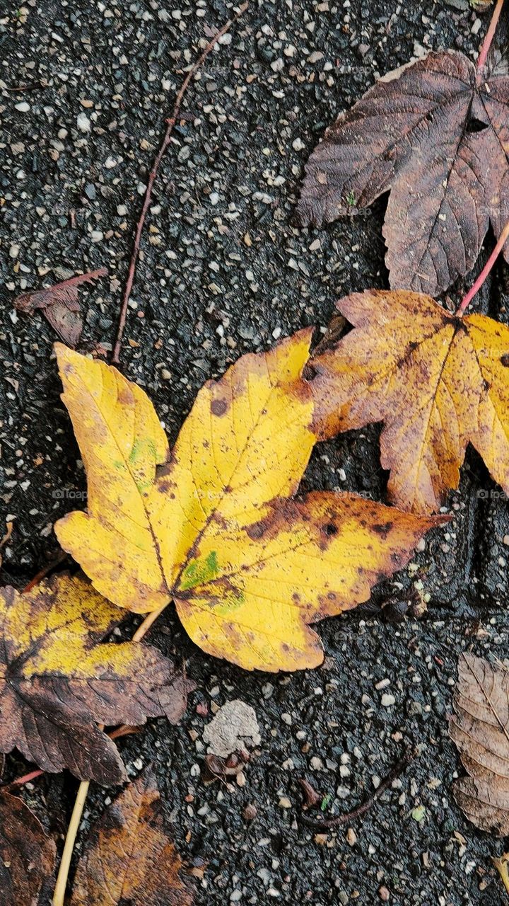 gorgeous golden autumn leaves