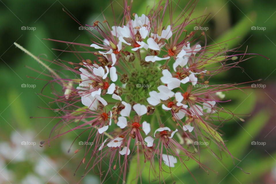 flor exótica