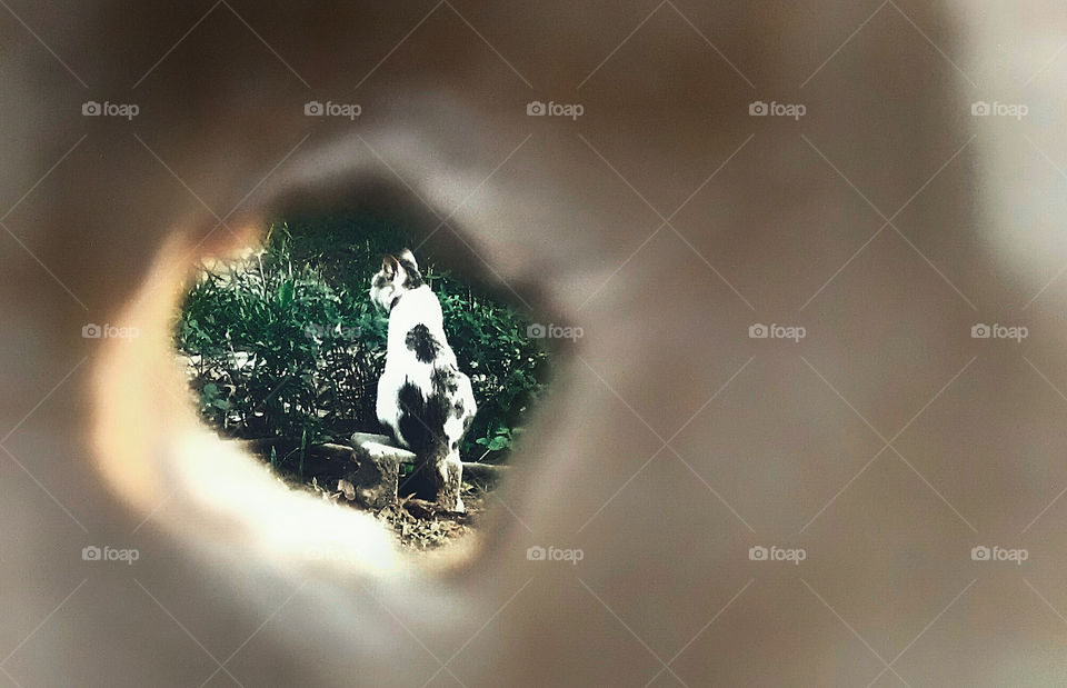 My cat is in the park