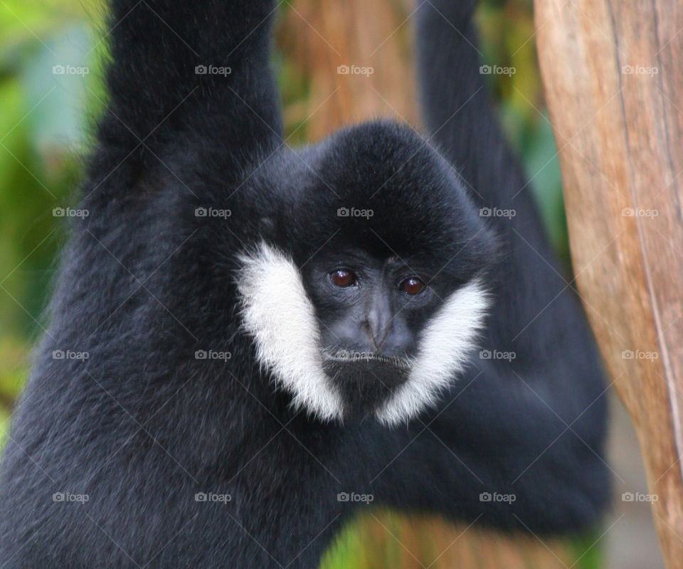 face white black eyes by kshapley