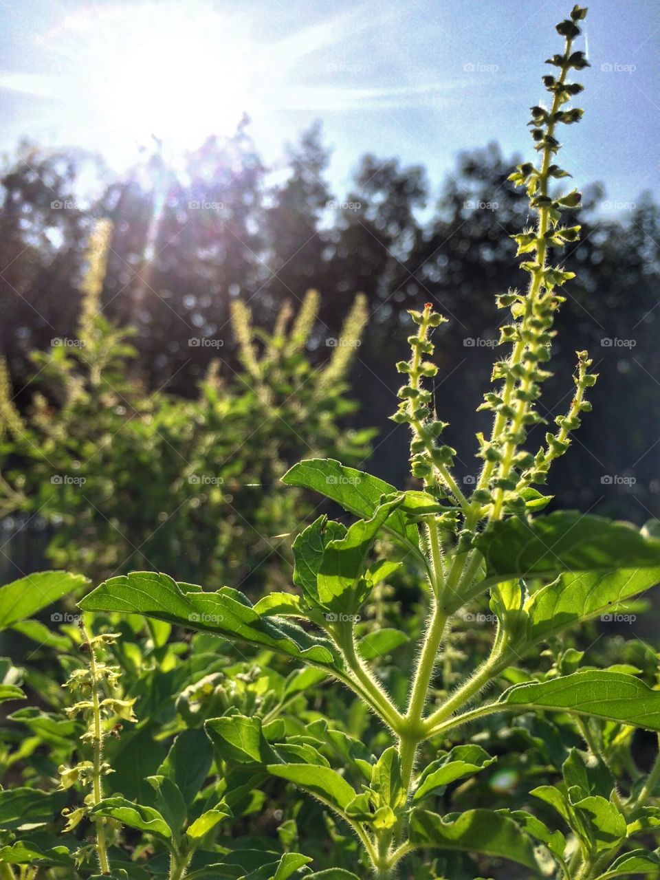 Morning sunlight and green field