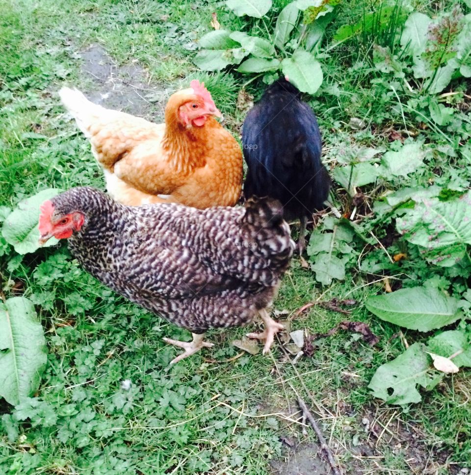 Chickens morning. Chickens morning eggs , feeding breakfast 