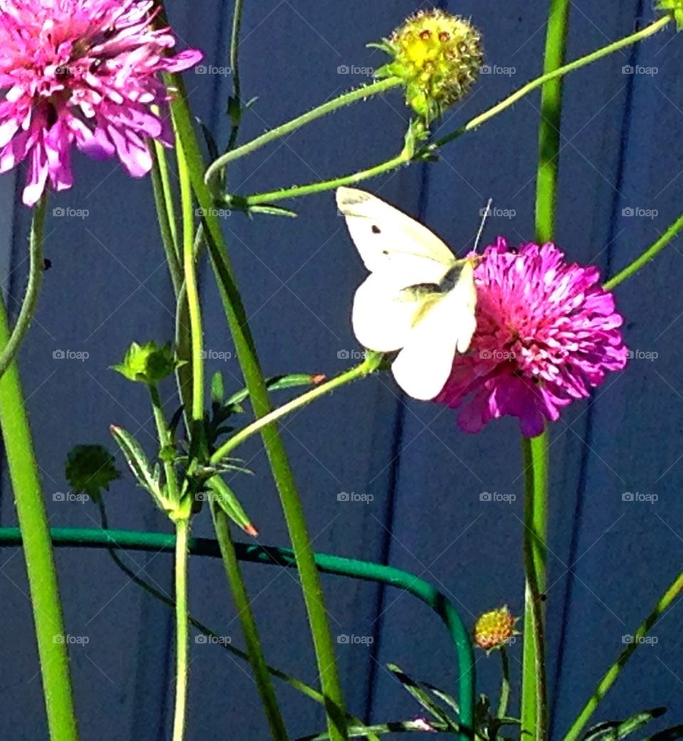 Butterfly, flower, garden