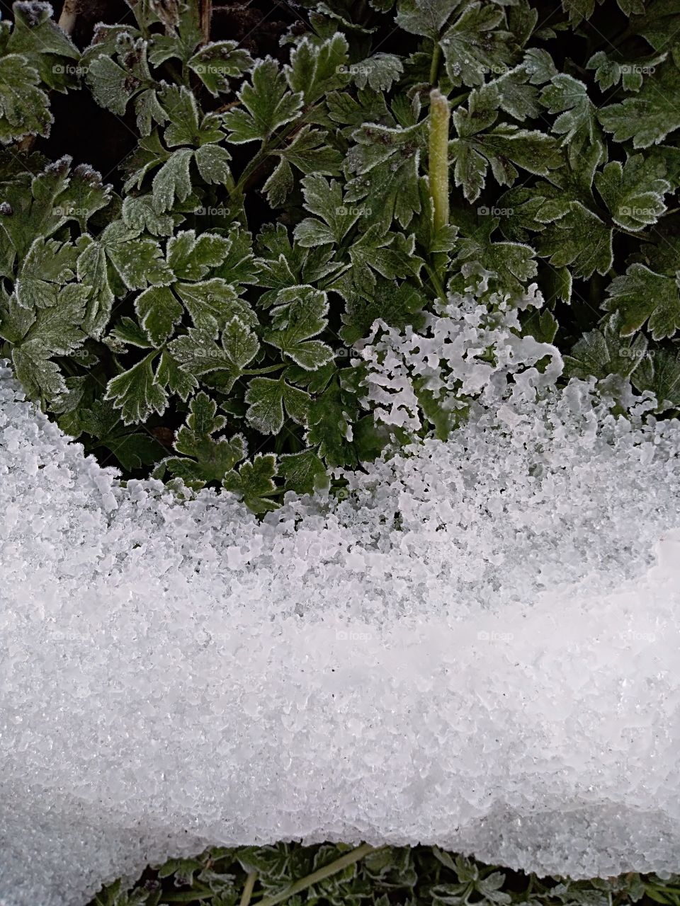 green plant under snow
