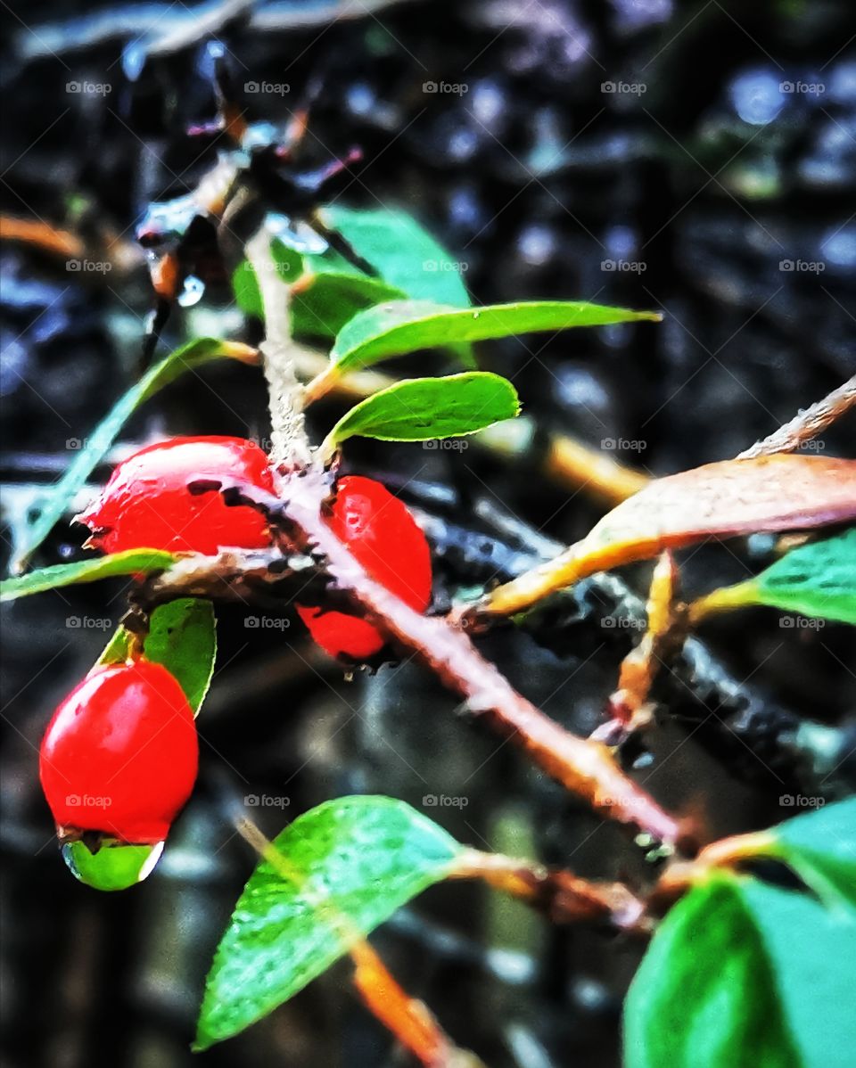 Raindrops on rosehip.