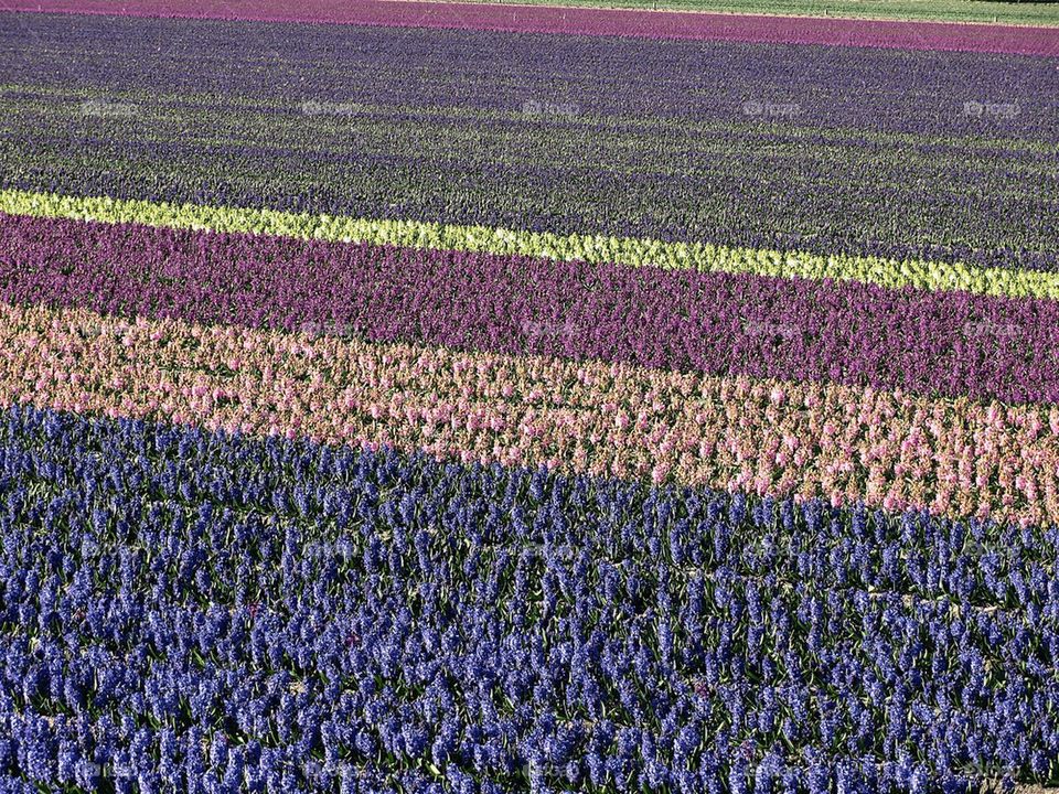 Flower fields in the spring