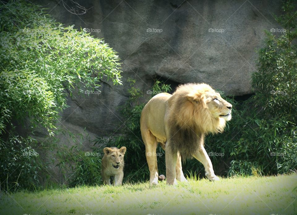 Lion and his Cub. Cincinnati Zoo
