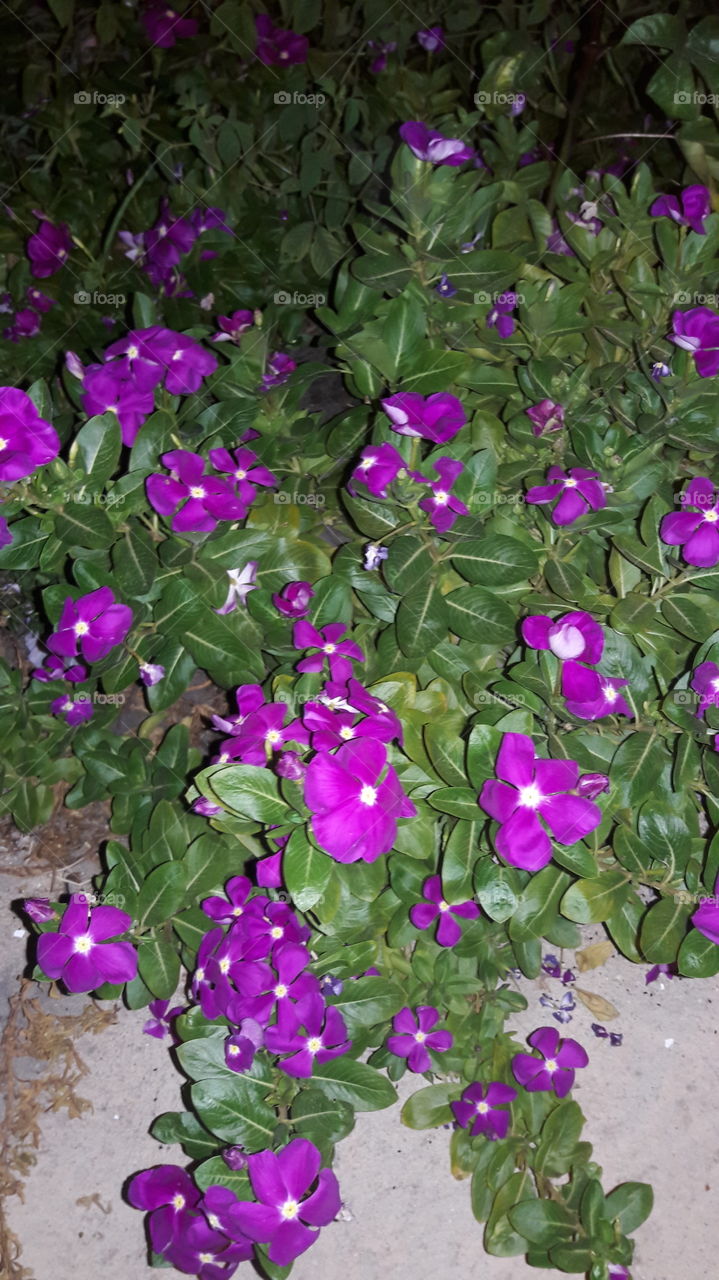 Purple flower blooming