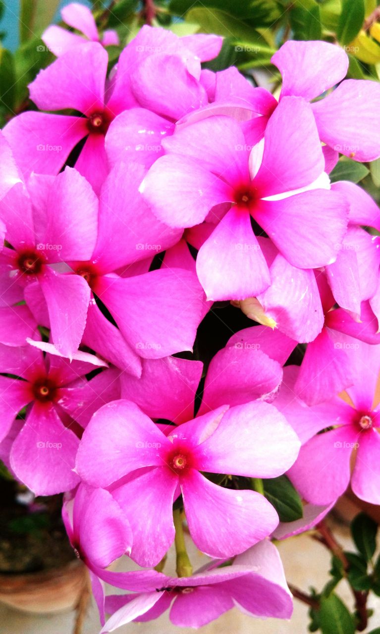 pink flowers