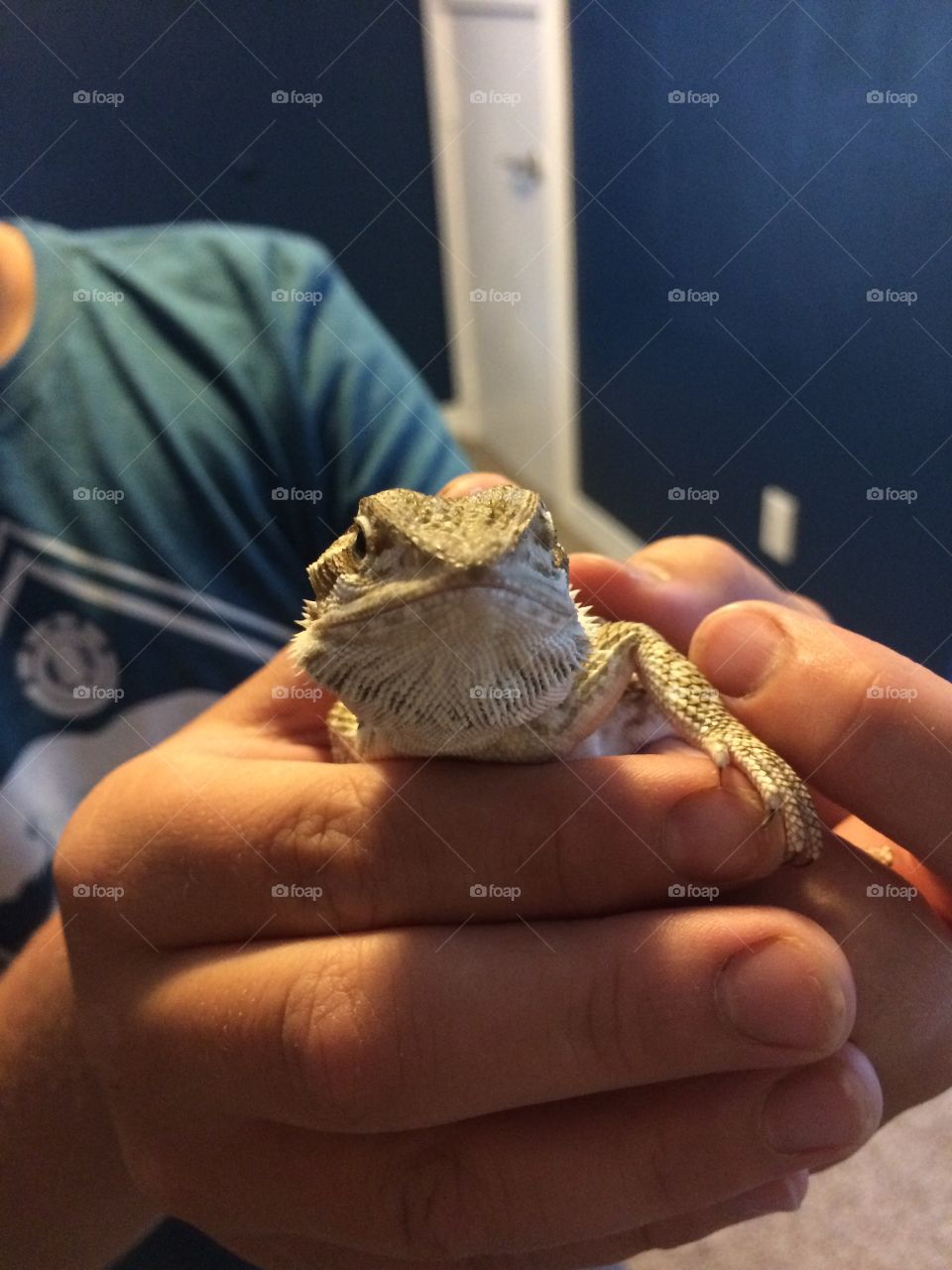 A bearded dragon being held close up. 