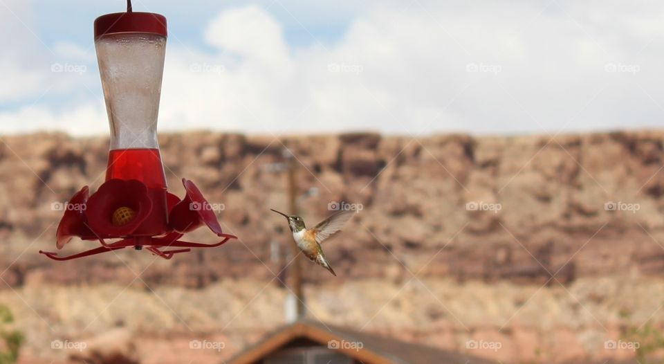 Hummingbird, Zion national park, Utah