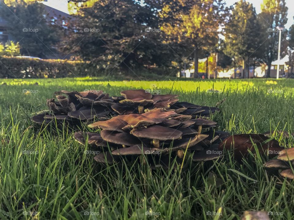 Mushrooms in a field 