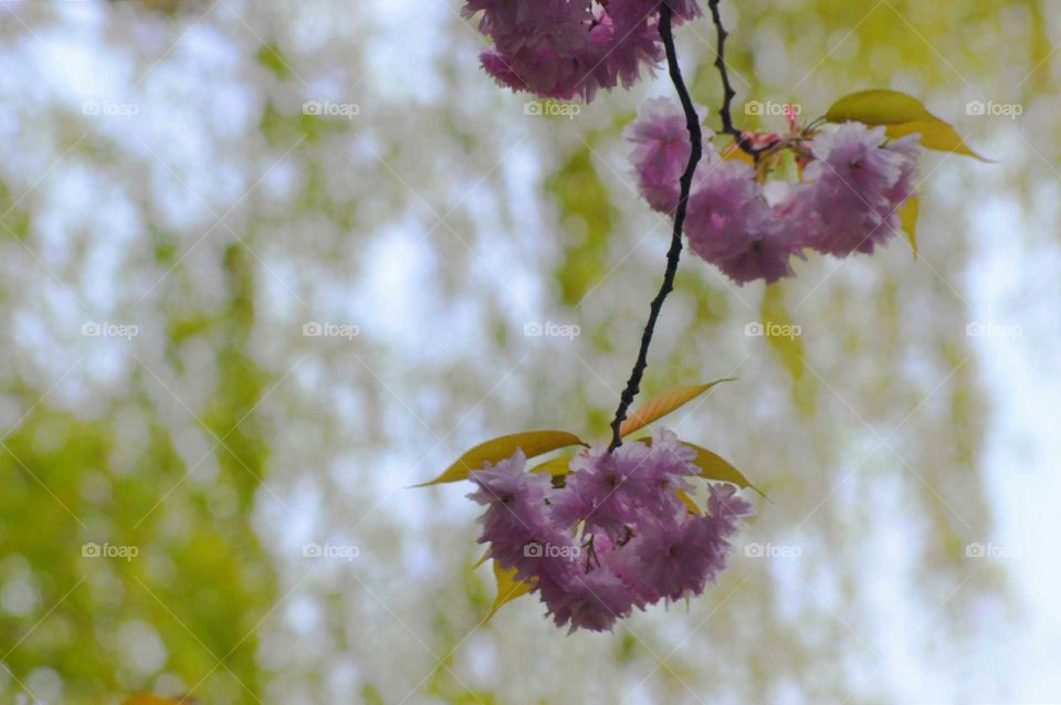 bloom on a tree