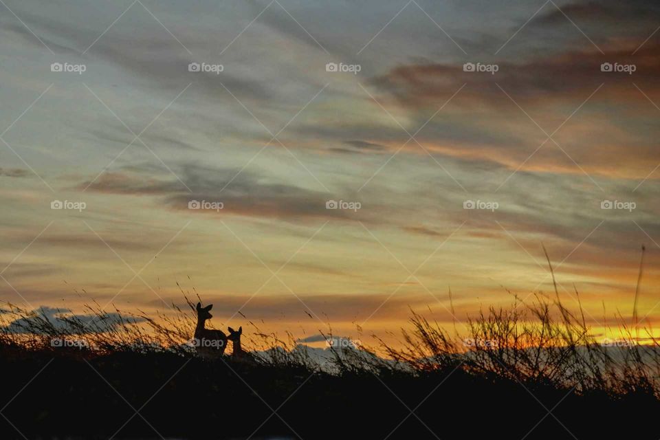 Doe and Fawn at Dusk