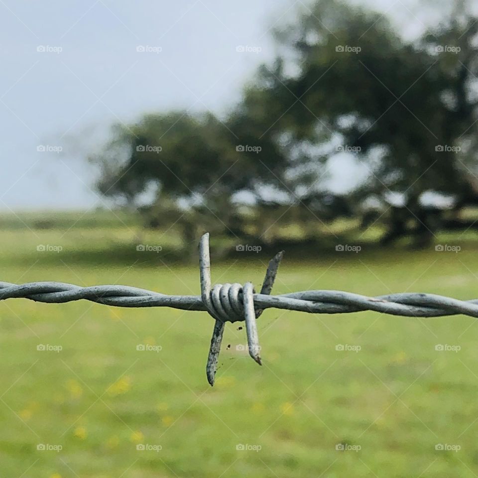 Barbed wire fence protecting a big tree in Rockport TX