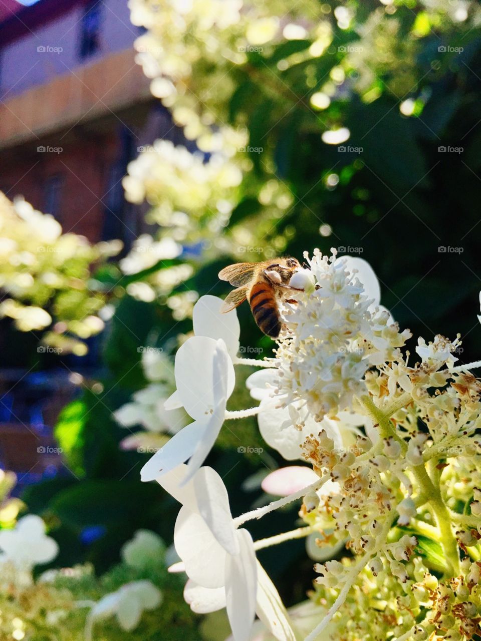 Bee on a white hydrangeas 