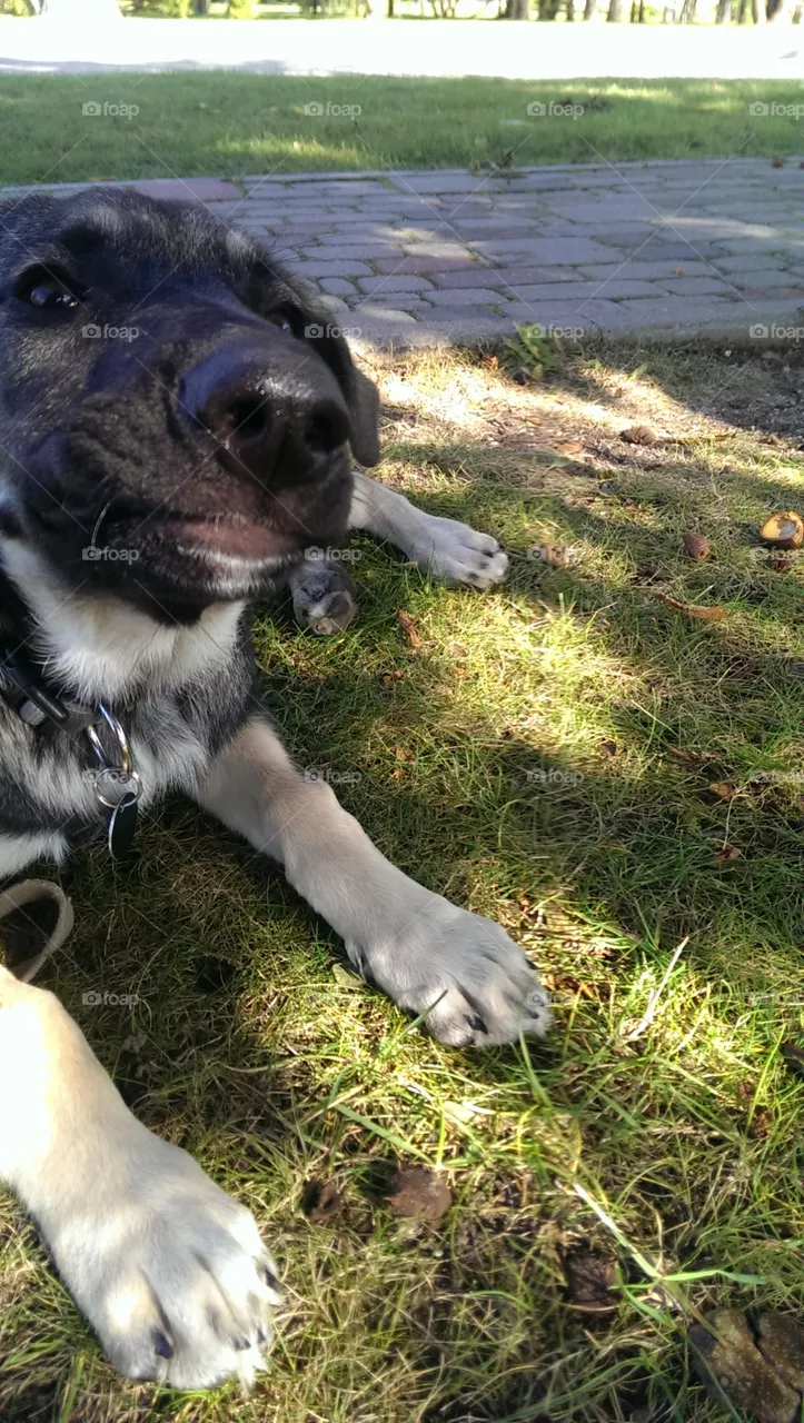puppy