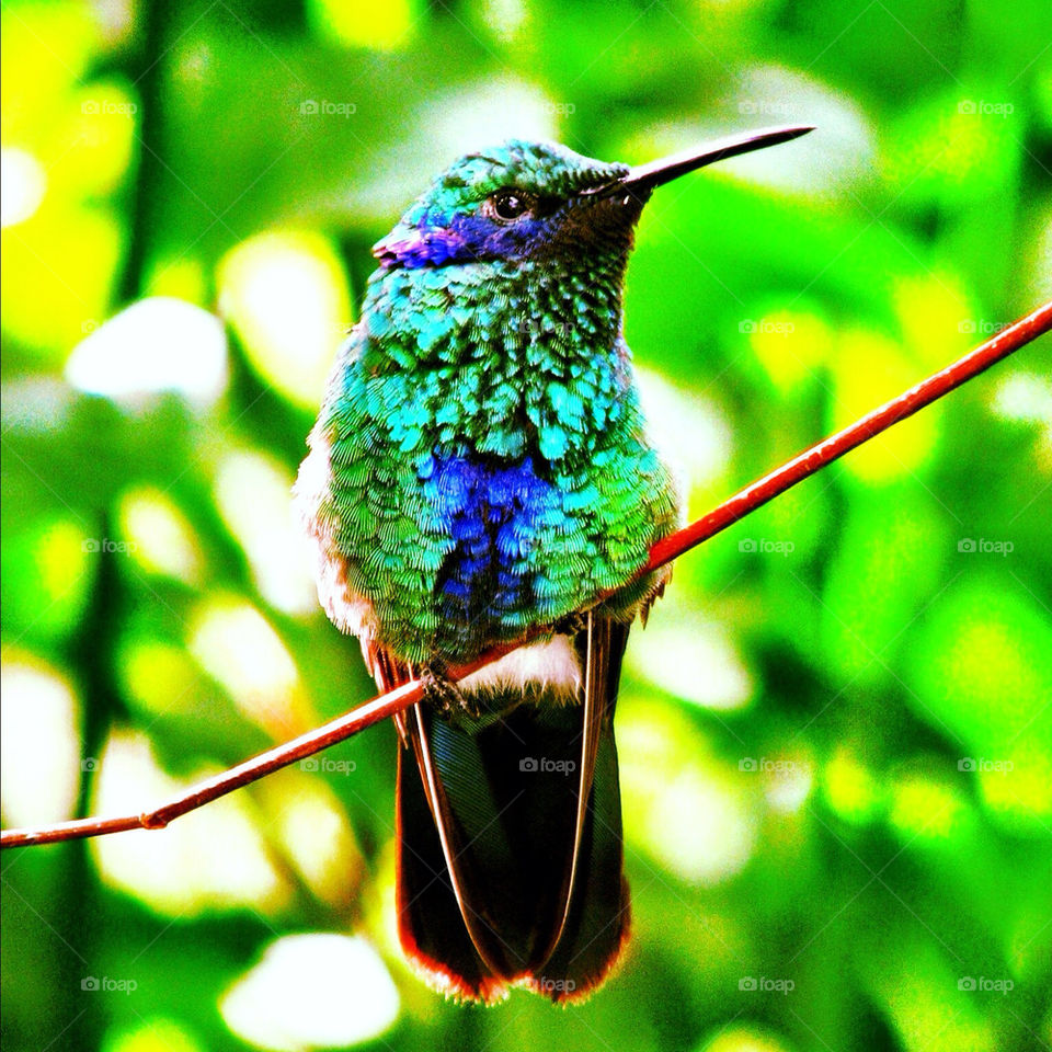 Sparkling Violet Ear Hummingbird at Butterfly World, Coconut Creek,