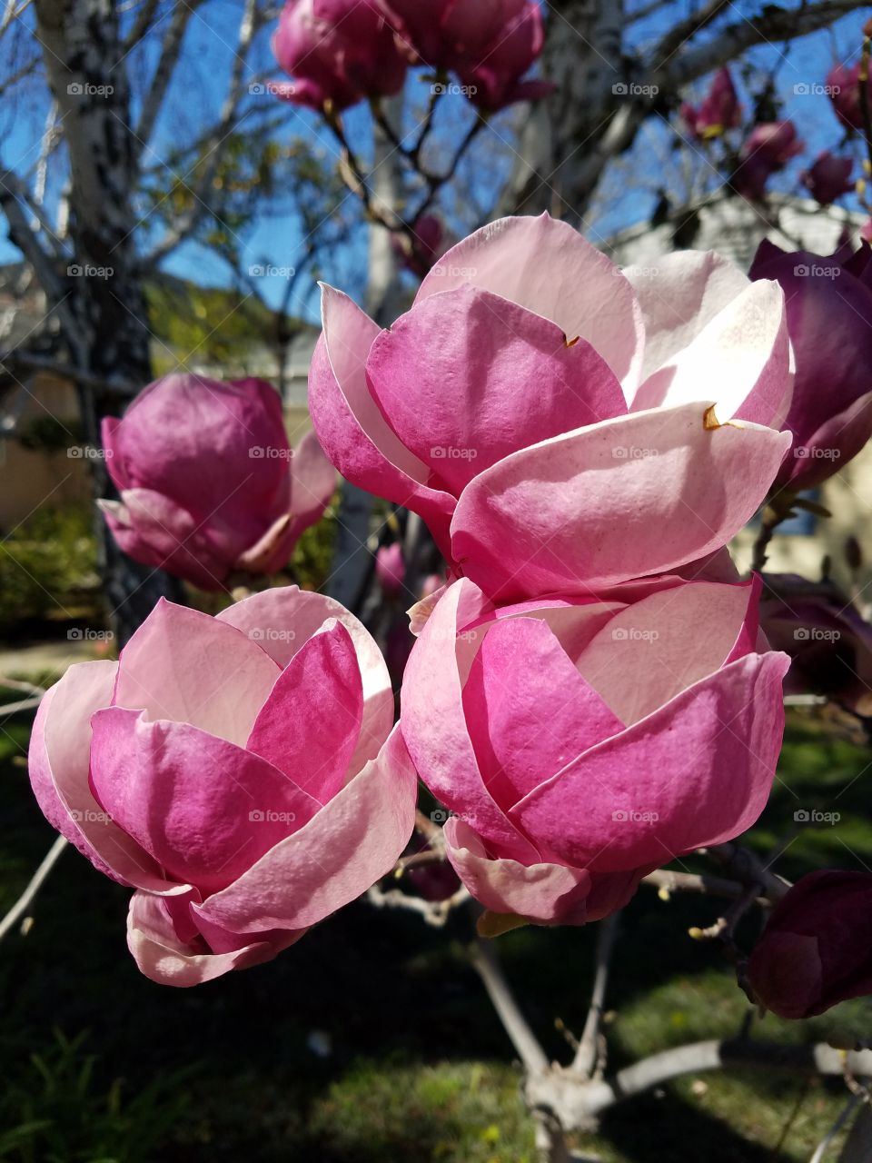 Ana Magnolias