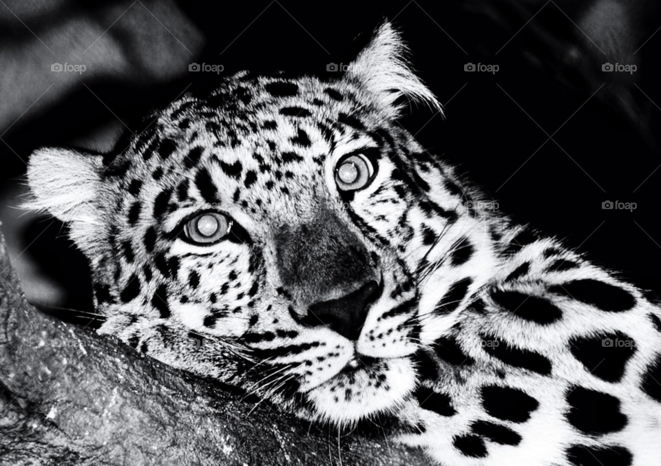 white black leopard spots by delvec