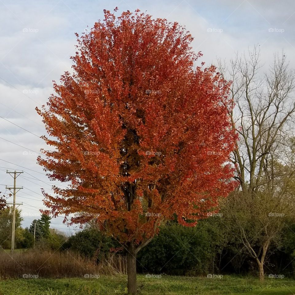 A tree in the fall. Picture-of-the-Day
#pictureoftheday #picture-of-the-day #amateurphotography