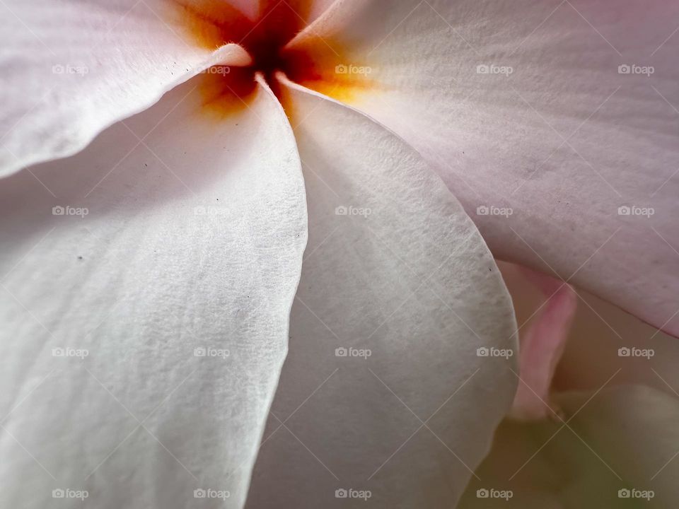 Closeup photography of a flower